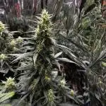 +++BREAK-UP CAKE AUTO+++