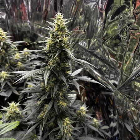 +++BREAK-UP CAKE AUTO+++