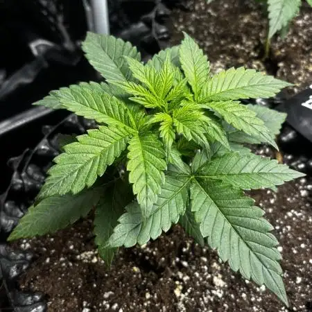***Lemon Pie Auto***
