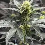 ***Lemon Pie Auto***