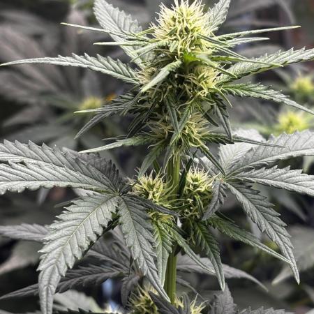 ***Lemon Pie Auto***
