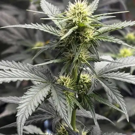 ***Lemon Pie Auto***