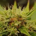 +++BREAK-UP CAKE AUTO+++