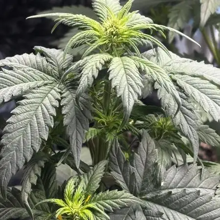 ***Lemon Pie Auto***