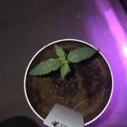 iGrowCan RQS Quick One Auto