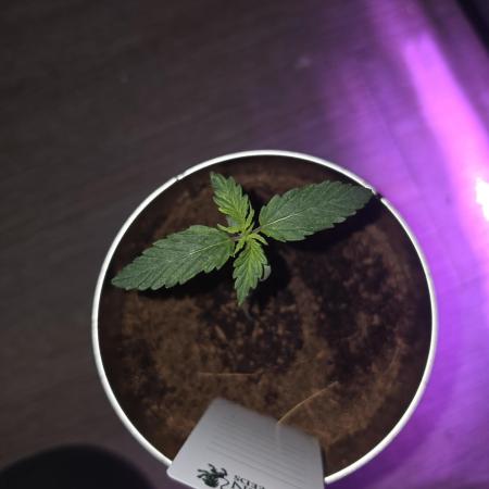 iGrowCan RQS Quick One Auto