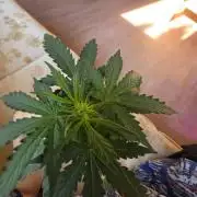 iGrowCan RQS Quick One Auto