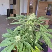 iGrowCan RQS Quick One Auto