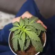 iGrowCan RQS Quick One Auto