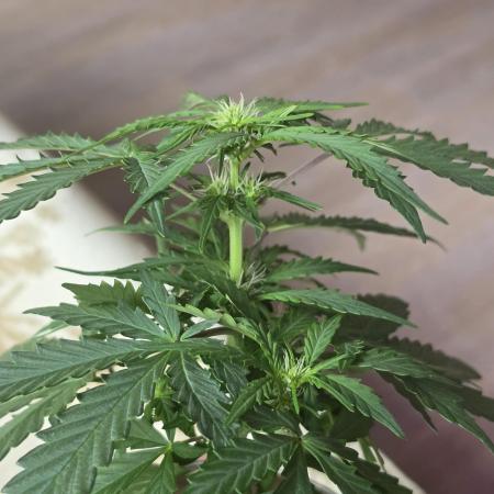 iGrowCan RQS Quick One Auto