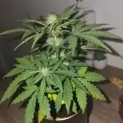 iGrowCan RQS Quick One Auto