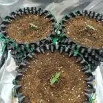 Chaos Cake auto