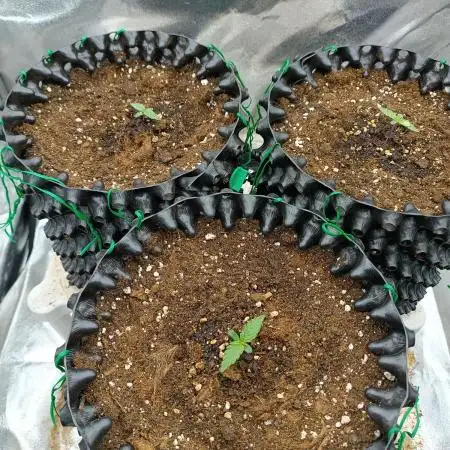 Chaos Cake auto