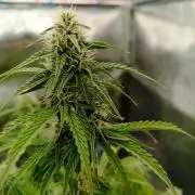 Chaos Cake auto