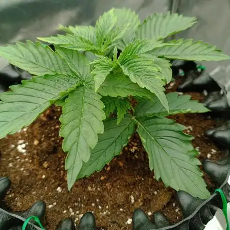 Chaos Cake auto