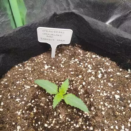 150WATs FTW Autoflower First grow series