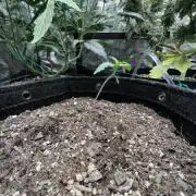 Alien v Triangle | Mephisto