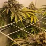 Mimosa Evo 11L pot