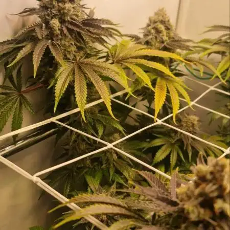 Mimosa Evo 11L pot