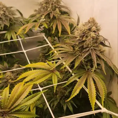 Mimosa Evo 11L pot