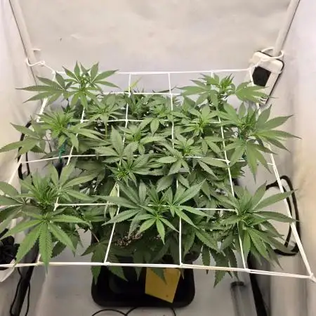 Mimosa X Orange punch 11L pot