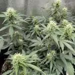 Northern lights - 1st grow