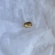 Double dip mango auto