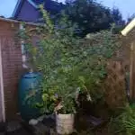 Second load Greenhouse+ garden
