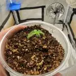 Solo cup challenge - Purple haze