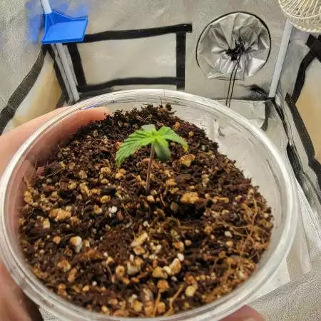 Solo cup challenge - Purple haze