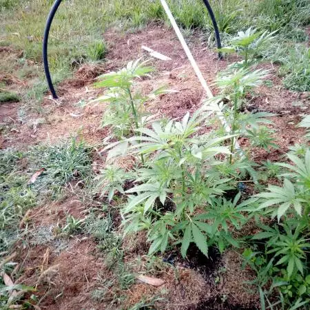 ak47 2018-07-04