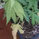  Coockies Gelato Sog 60x60 4 Plants