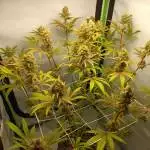 Purple Lemonade FF #1 FastBuds