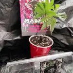 Tiki cut becomes mother plant