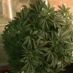 Ethos Freebie Lemon Berry Candy OG Auto
