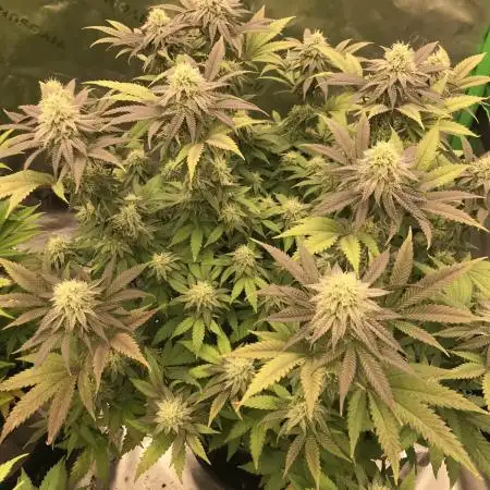 Godfather og green crack and sleepy joe