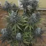 Godfather og green crack and sleepy joe