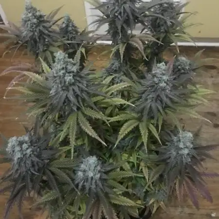 Godfather og green crack and sleepy joe