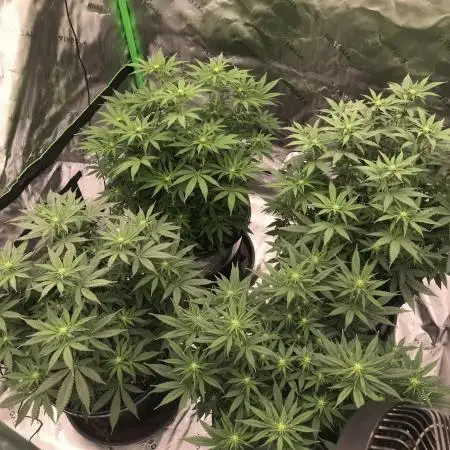 Godfather og green crack and sleepy joe