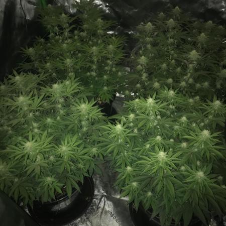 Godfather og green crack and sleepy joe