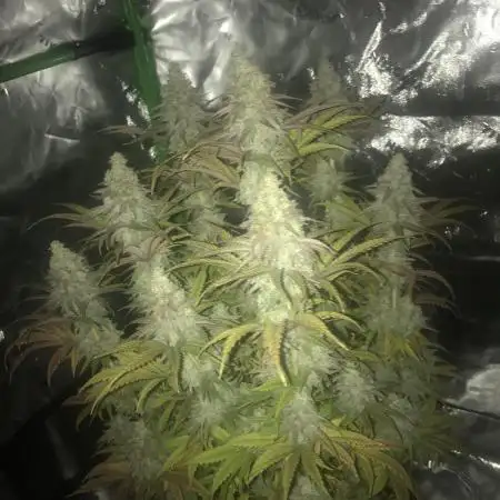 Godfather og green crack and sleepy joe