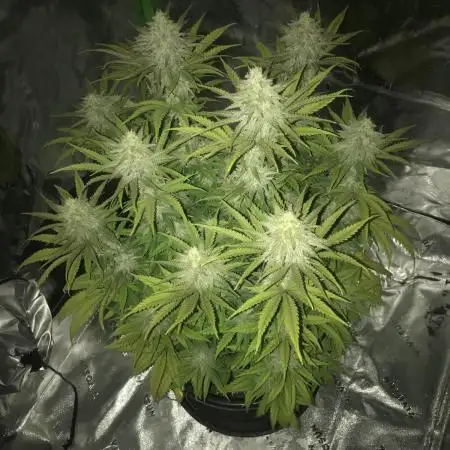 Godfather og green crack and sleepy joe