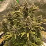 Godfather og green crack and sleepy joe