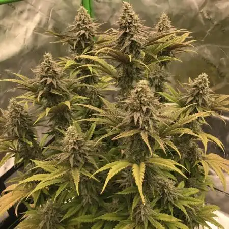 Godfather og green crack and sleepy joe