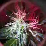 1st Grow 04 CH9 AutoFem