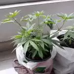 180821 Local Bag Seeds 