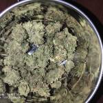 Outdoor 25%thc Amnesia auto