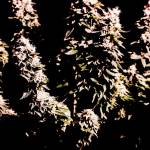 Fastbuds&Growmun