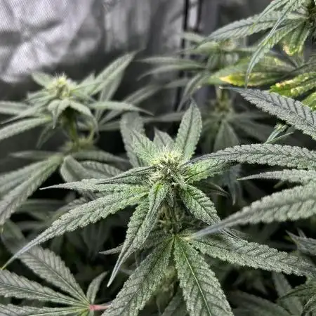 Salty Pickle F1 - Romulan Genetics