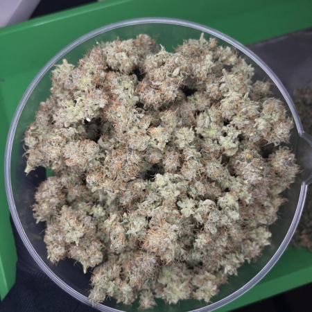 Salty Pickle F1 - Romulan Genetics